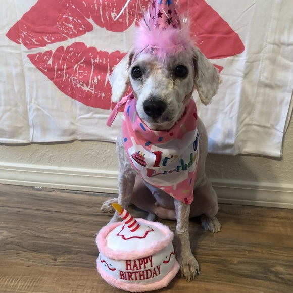 Meet Molly❤️ - Picture 13 of 16